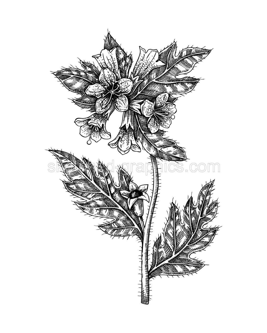  Black henbane sketch. Poisonous plant drawing. Stinking nightshade hand-drawn vector illustration. Witchcraft, herbal remedies, medicinal plant, apothecary.  NOT AI genereted Illustration